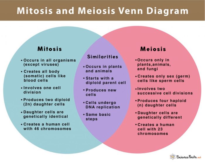 Study guide for mitosis and meiosis