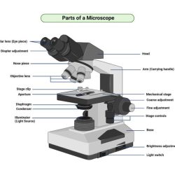 Definition of diaphragm on a microscope