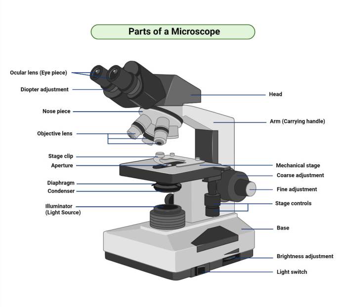 Definition of diaphragm on a microscope