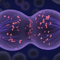 Study guide for mitosis and meiosis