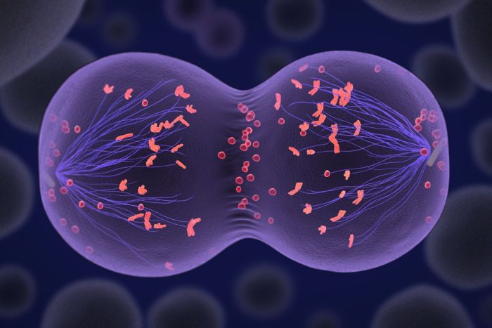 Study guide for mitosis and meiosis