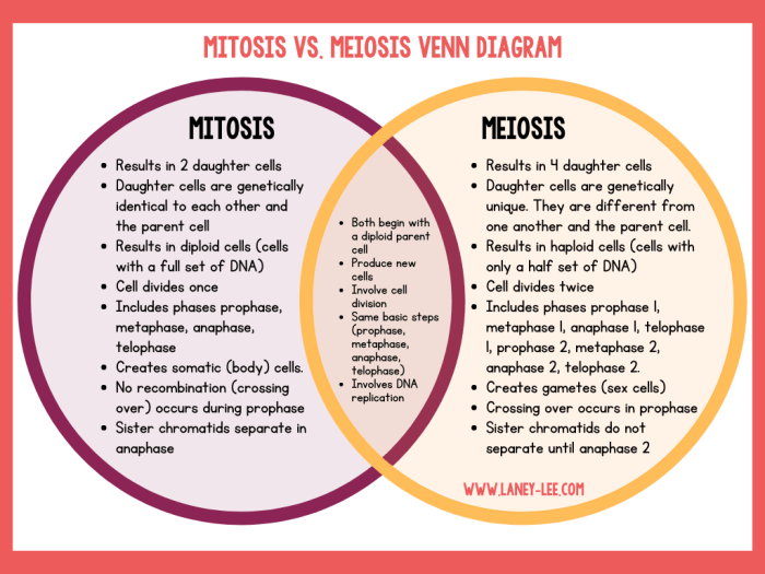 Study guide for mitosis and meiosis