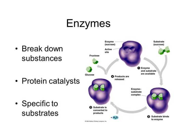 Enzymes and cellular regulation pogil