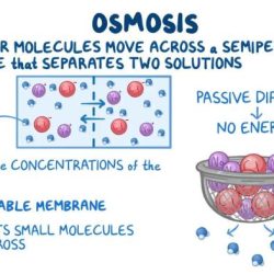 How is osmosis used to stop seizures